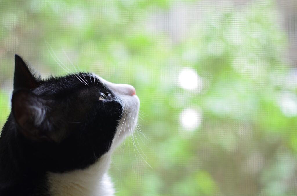 本音の伝え方、練習