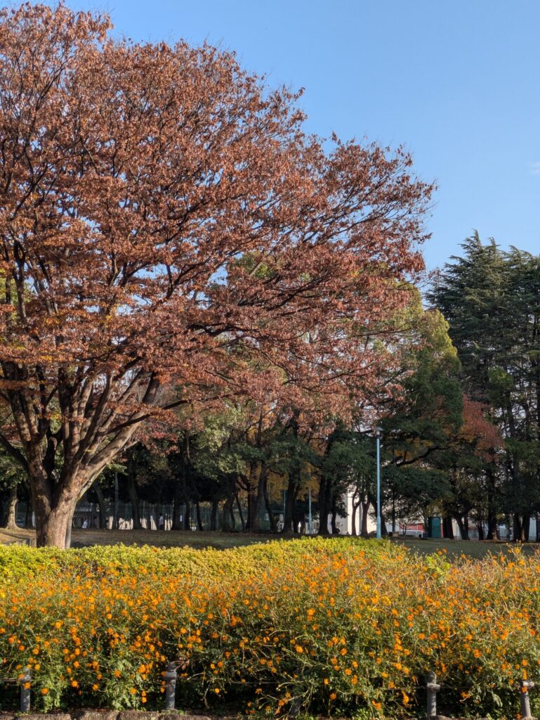オレンジのコスモスがきれいに咲いている公園