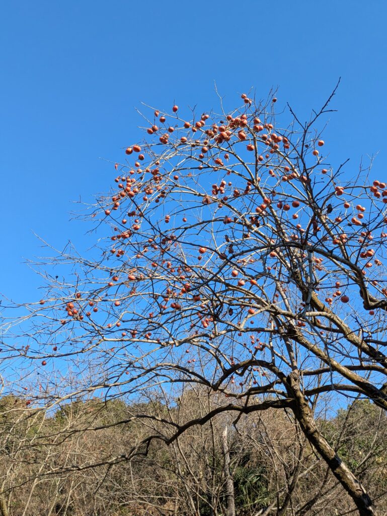 冬は空気が澄んでいて鳥のさえずりがクリアに聞こえる