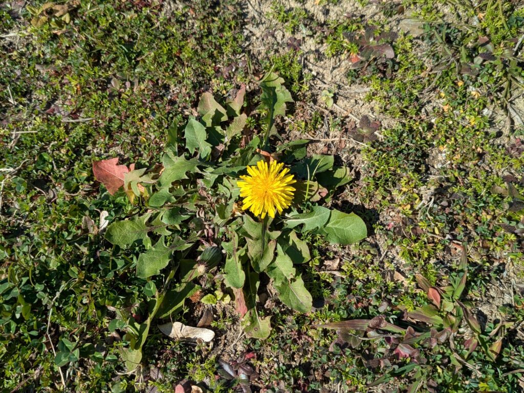 気温は低くてもポカポカ太陽で日差しが温かくて心地がいい