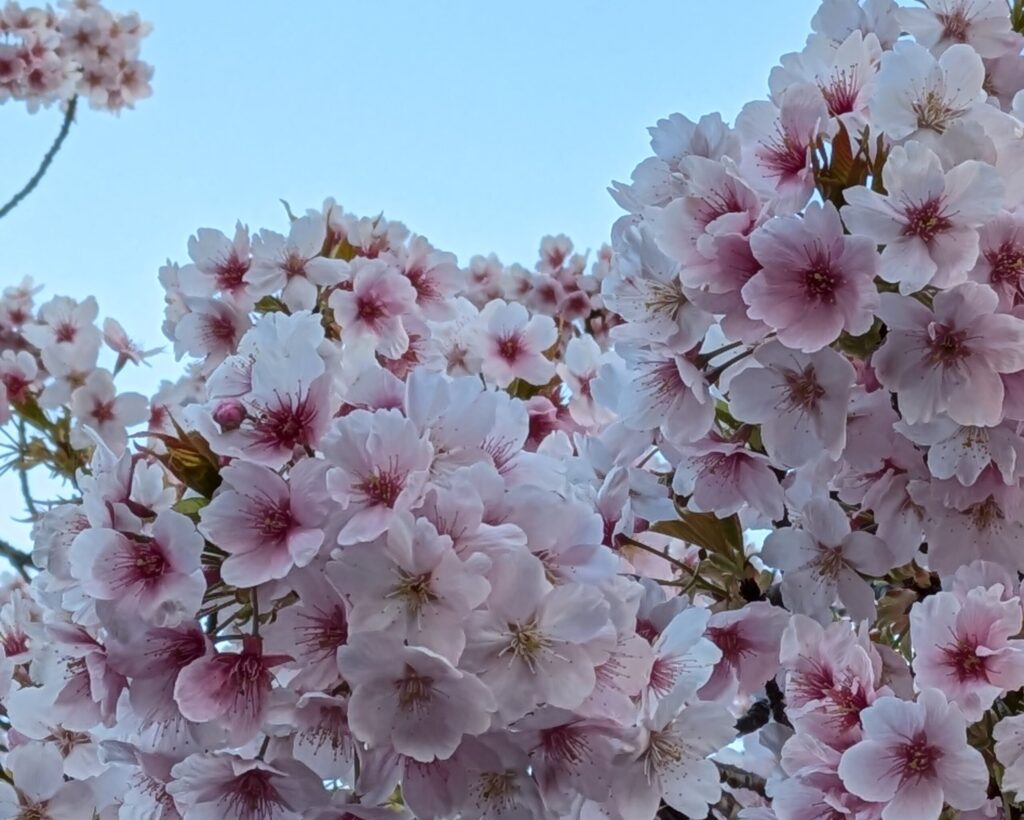 満開さくらで春の訪れを感じる