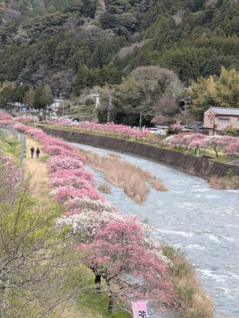 新城市の花桃のさと
